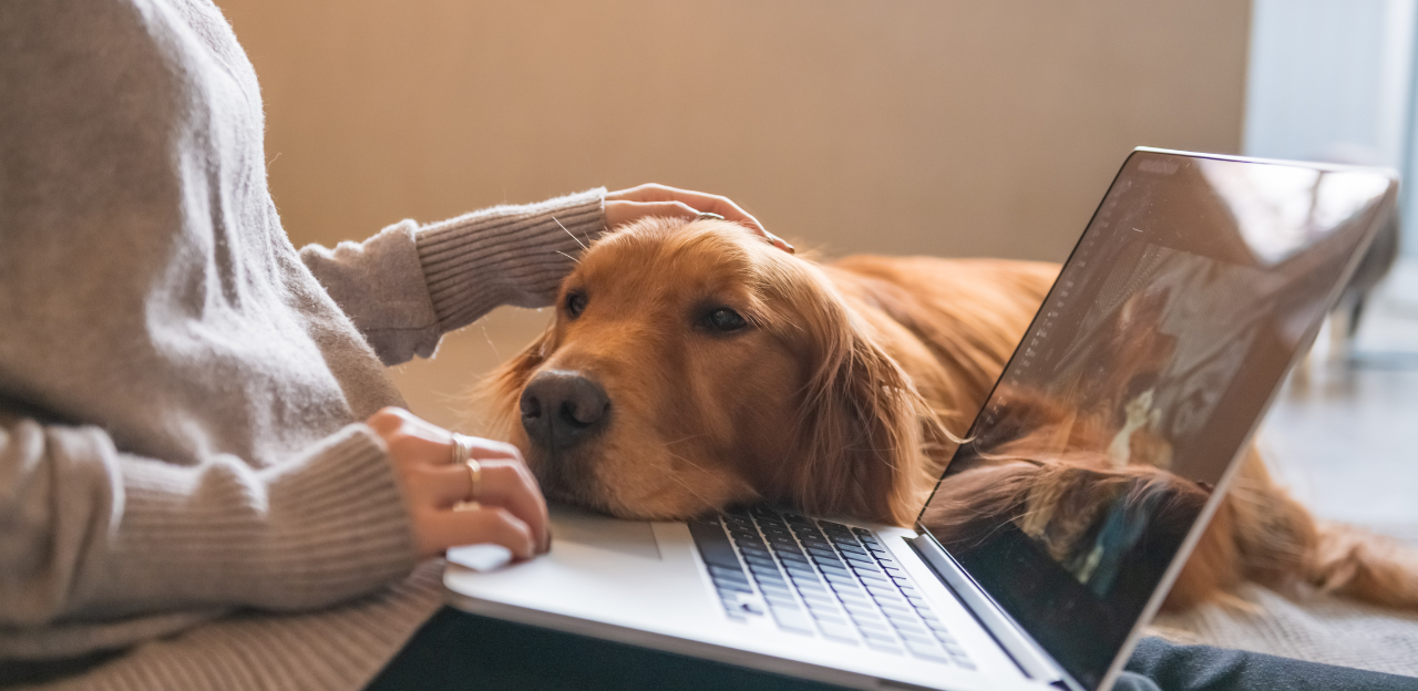 Tiere im Büro: Wie Haustiere den Arbeitsalltag bereichern